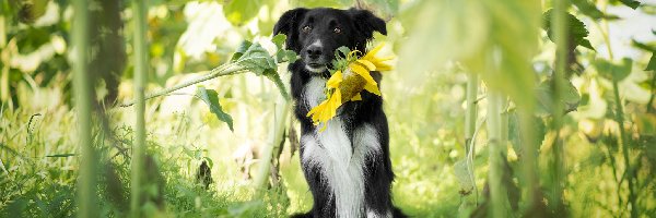 Słonecznik, Border collie, Pies