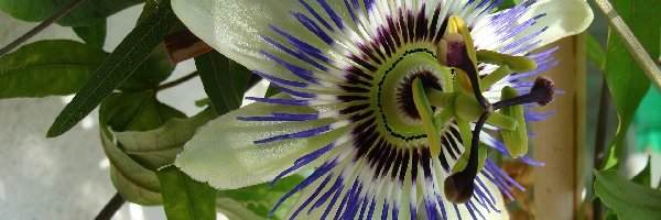 Passiflora, Kremowa