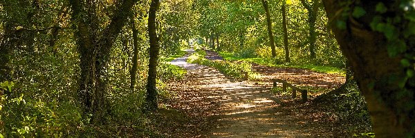 Droga, Światło, Przebijające, Park