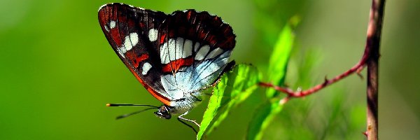 Makro, Gałązka, Motyl