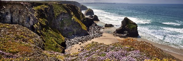 Morze Celtyckie, Rezerwat Przyrody Carnewas and Bedruthan Steps, Wybrzeże, Kornwalia, Anglia, Kwiaty, Skały