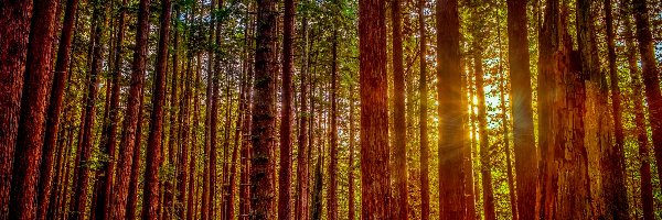 Stany Zjednoczone, Park Narodowy Redwood, Stan Kalifornia, Promienie słońca, Drzewa