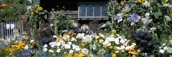Ogródek, Słoneczniki, Kwiatowy, Domek