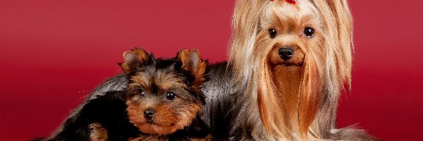 Yorkshire terrier, Szczeniak, Mama