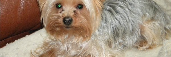 Kanapa, Yorkshire Terrier