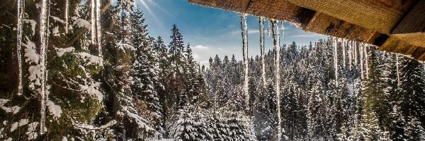 Śnieg, Beskidy Zachodnie, Las, Sople, Gorczański Park Narodowy, Zima, Słońce, Polska