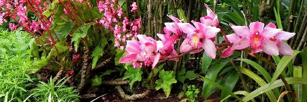 Trawa, Orchidea, Ozdobna, Rośliny, Różowa, Park