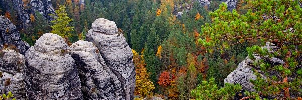 Niemcy, Góry Połabskie, Park Narodowy Saskiej Szwajcarii, Drzewa, Skały