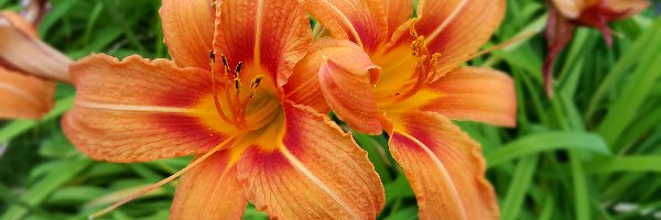 Liliowce, Kwiaty