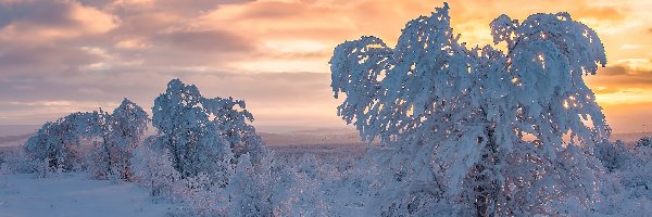 Drzewa, Zima, Ośnieżone, Zachód słońca, Laponia, Finlandia