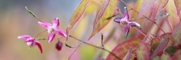 Kwiaty, Różowe, Epimedium