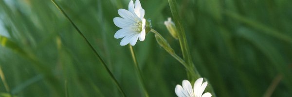 Kwiatki, Trawa, Rogownica Polna, Białe