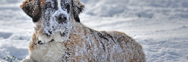 Śnieg, Bernardyn, Leżący