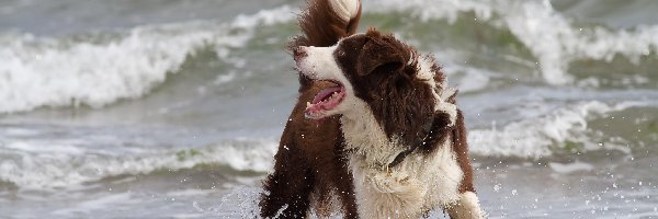 Fale, Border collie