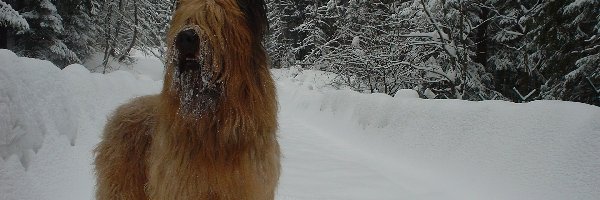 choinki, śnieg, Owczarek francuski Briard