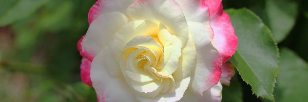 Kwiat, Biało-różowa, Róża, Liście, Rozmycie