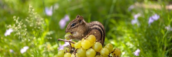 Gałązka, Rośliny, Trawa, Winogrona, Chipmunk, Pręgowiec amerykański