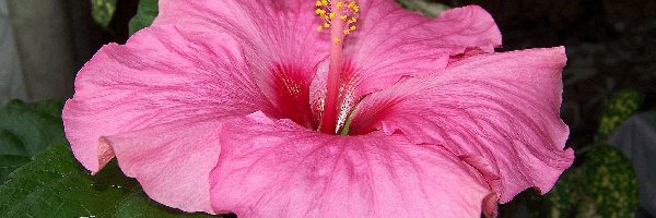 Hibiskus, Kwiat