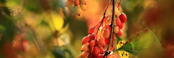 Krzew, Żółte, Berberys koreański, Owoce, Czerwone