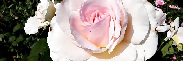 Biało, Listki, Różowa, Róża