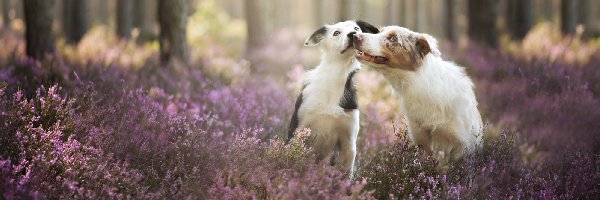 Wrzos, Las, Border collie