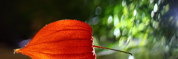 Bokeh, Roślina, Miechunka