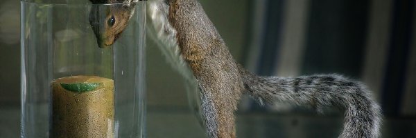 Żołędzie, Szklanka, Wiewiórka