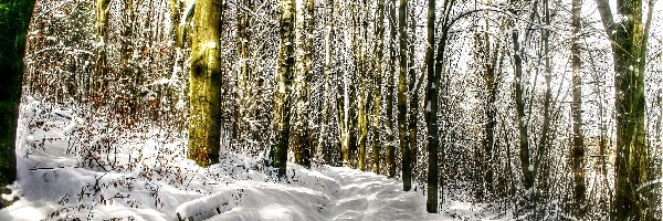 Las, Ławka, Zima