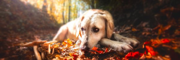 Pies, Liście, Labrador retriever, Las, Jesień