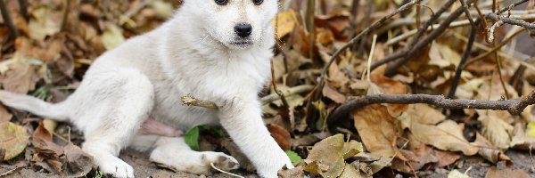 Alaskan Malamute, Szczeniak