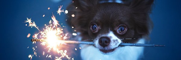Chihuahua, Ogień, Zimny, Piesek