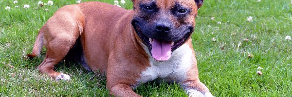 Staffordshire Bull Terrier