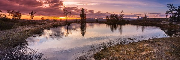 Trawa, Park Narodowy Pallas-Yllästunturi, Wzgórze Särkitunturi, Gmina Muonio, Finlandia, Drzewa, Jezioro