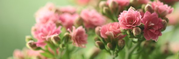 Kwiaty, Kalanchoe, Doniczkowe, Różowe