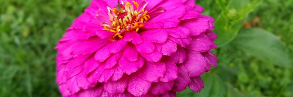 Cynia, Purpurowa