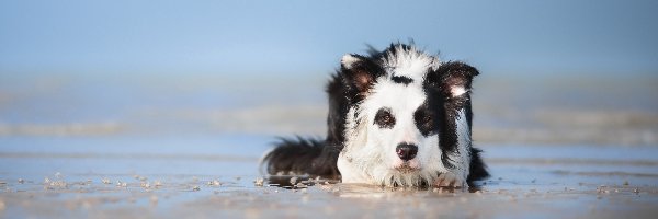 Plaża, Warowanie, Border collie