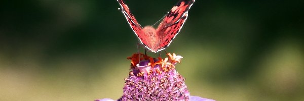 Kwiat, Motyl