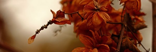 Roślina, Jesienna, Sucha