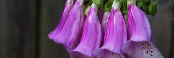 Naparstnica Purpurowa