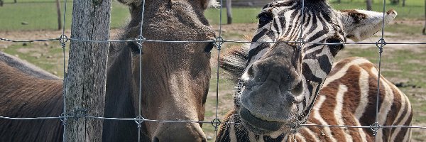 Osioł, Zebra