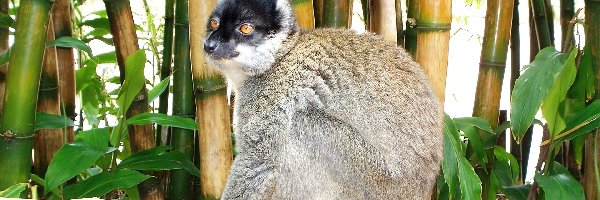 Bambus, Lemur