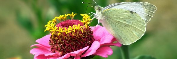 Motyl, Kwiat, Bielinek, Różowa, Cynia