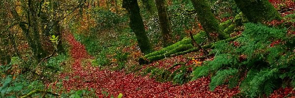 Las, Ścieżka, Droga, Jesień