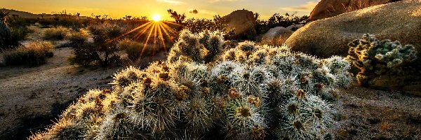 Kwitnące, Joshua Trees, Kalifornia, Kaktusy, Narodowy, Park