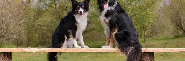 Border collie, Psy, Dwa