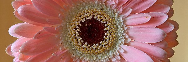 Gerbera, Bladoróżowa