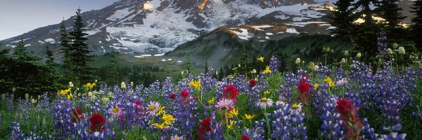 Chmury, Góry, Stany Zjednoczone, Łubin, Drzewa, Łąka, Kwiaty, Park Narodowy Mount Rainier, Stratowulkan Mount Rainier, Stan Waszyngton