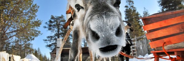 Renifer, śnieg, Sanie, Niebo, Zima