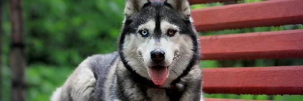 Ławka, Syberian Husky, Pies