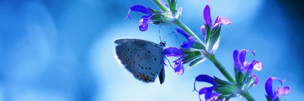 Kwiatki, Łodyżka, Motyl